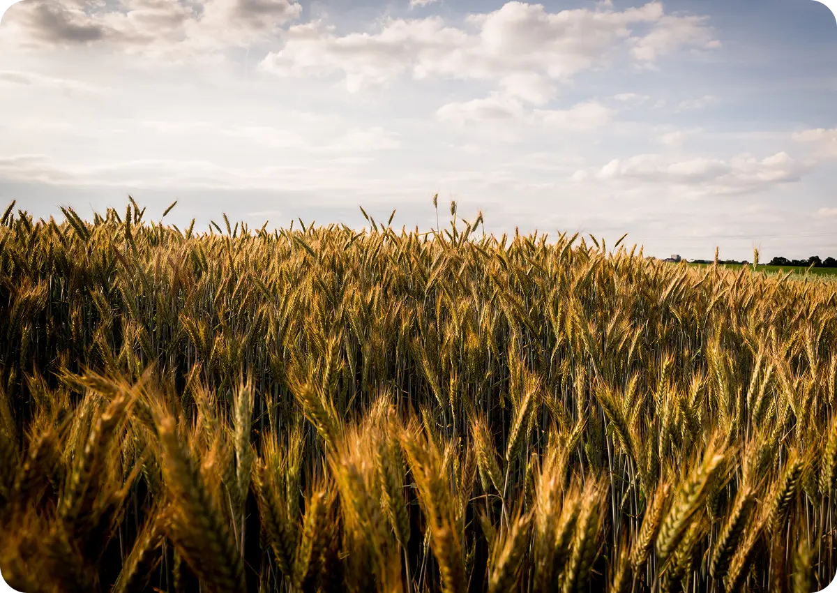 DV Group Embarks on Big Push Into Commodities Beyond Energy